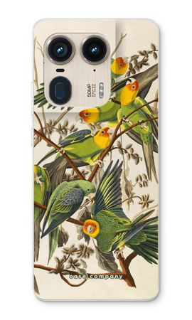 Carolina Parrot