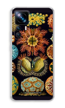 Haeckel Ascidiae