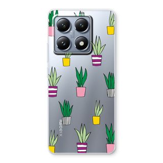 Sanseveria