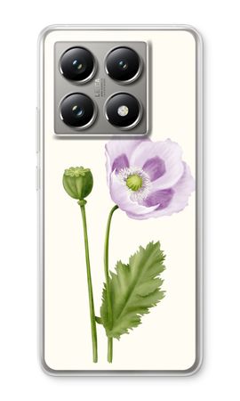 Purple poppy