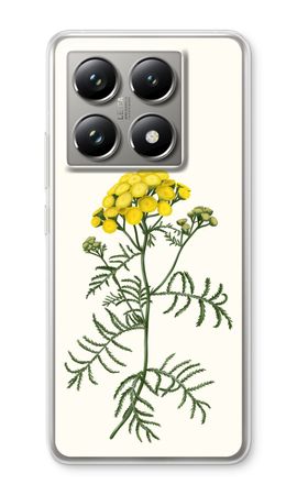 Tansy