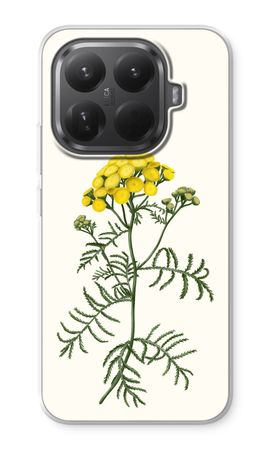Tansy