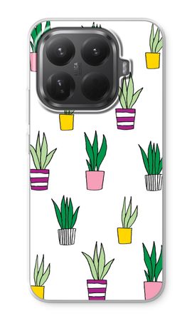 Sanseveria