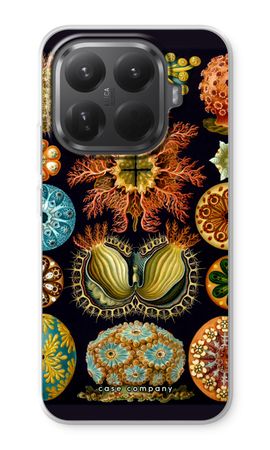 Haeckel Ascidiae