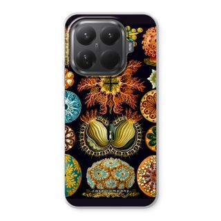 Haeckel Ascidiae