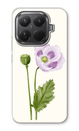 Purple poppy