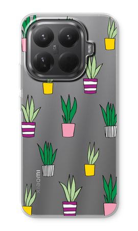Sanseveria