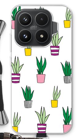 Sanseveria