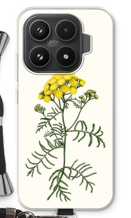 Tansy