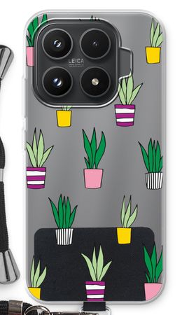 Sanseveria