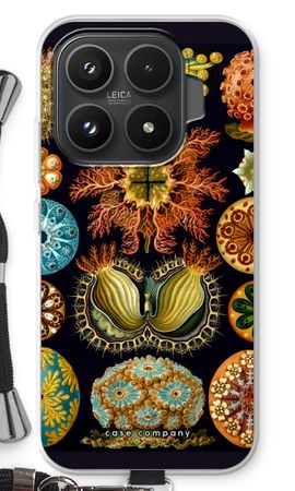 Haeckel Ascidiae