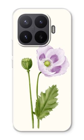 Purple poppy