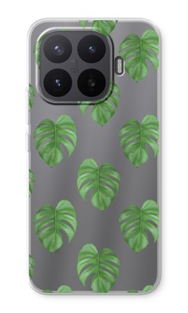 Monstera leaves