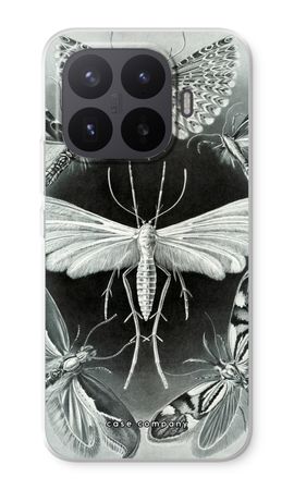 Haeckel Tineida