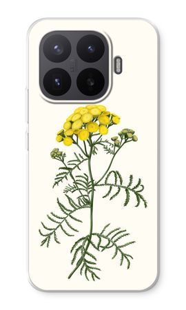 Tansy
