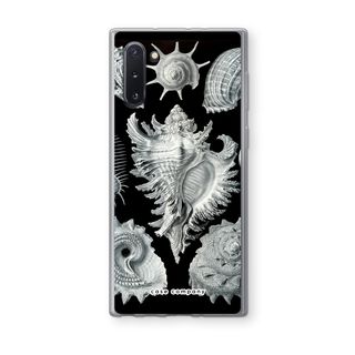 Haeckel Prosobranchia