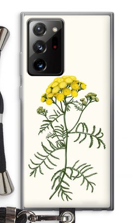 Tansy