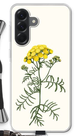 Tansy