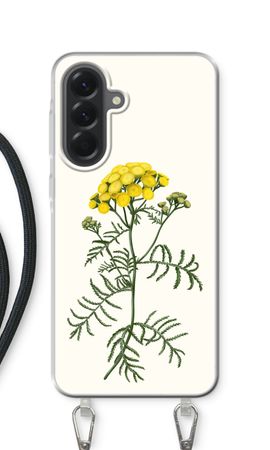 Tansy