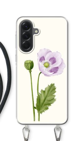 Purple poppy