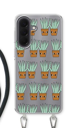 Sansevieria