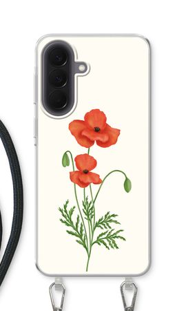 Red poppy