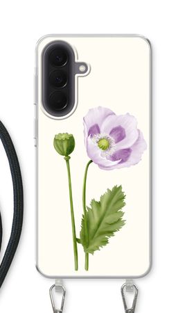 Purple poppy