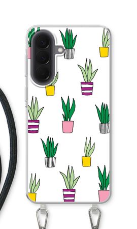 Sanseveria