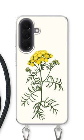 Tansy