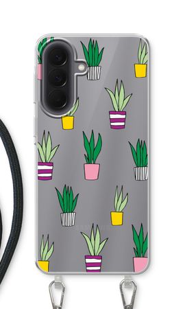 Sanseveria