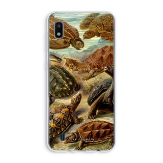 Haeckel Chelonia
