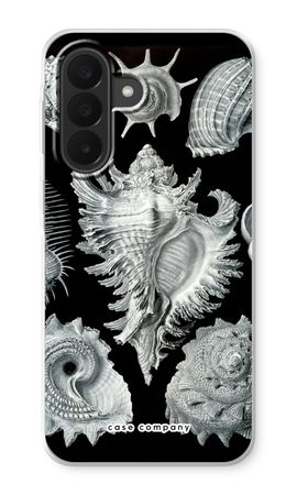 Haeckel Prosobranchia