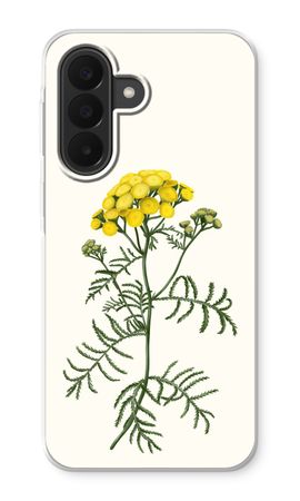 Tansy