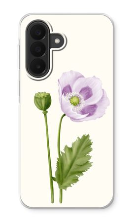 Purple poppy