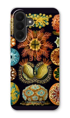 Haeckel Ascidiae