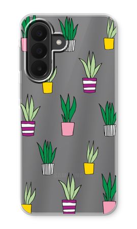 Sanseveria