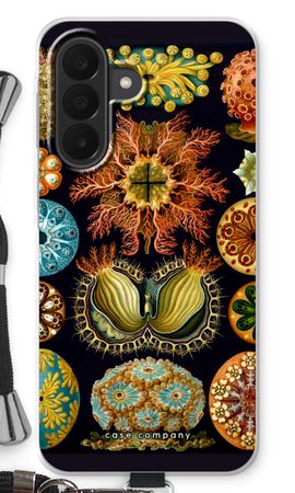 Haeckel Ascidiae