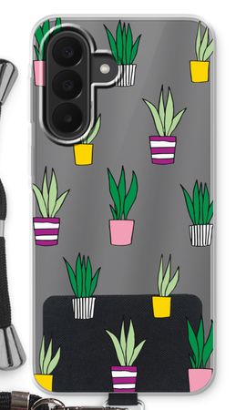 Sanseveria