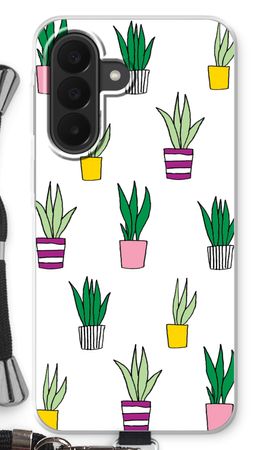 Sanseveria