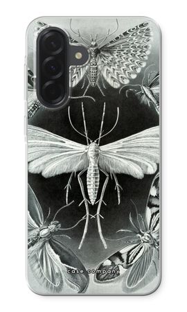 Haeckel Tineida