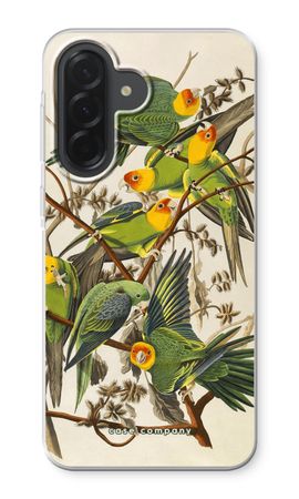 Carolina Parrot