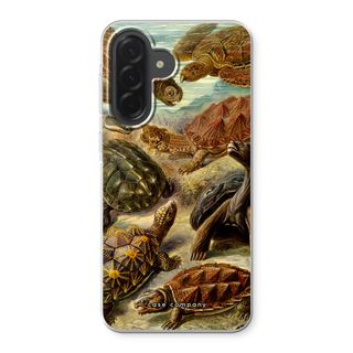 Haeckel Chelonia