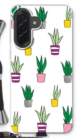 Sanseveria