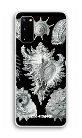 Haeckel Prosobranchia