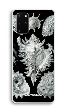 Haeckel Prosobranchia