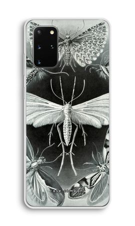 Haeckel Tineida