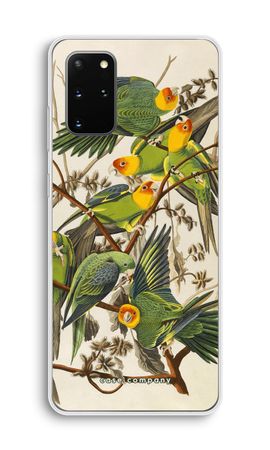 Carolina Parrot