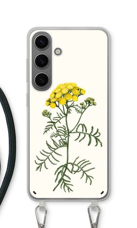 Tansy
