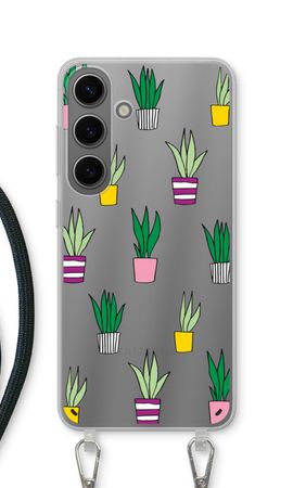 Sanseveria