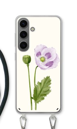 Purple poppy